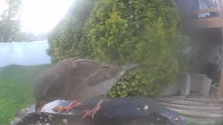 house sparrow