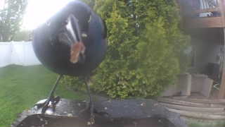 american coot
