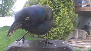 common grackle