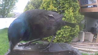 common grackle
