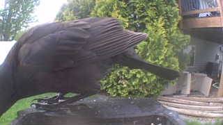 american crow