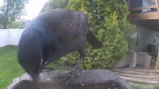 common grackle