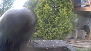 american crow