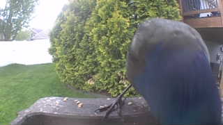common grackle