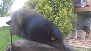 common grackle
