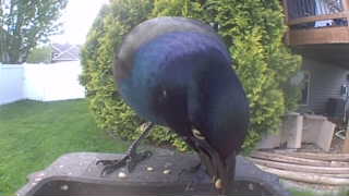 common grackle