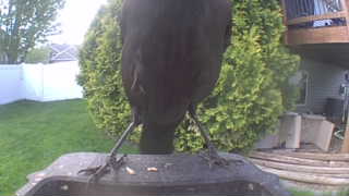 american crow