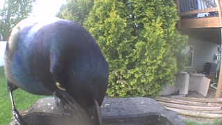 common grackle