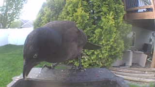common grackle