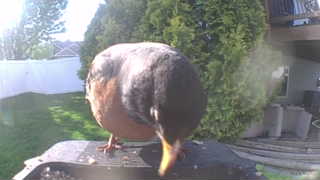 american robin