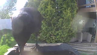 common crow