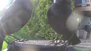 common grackle