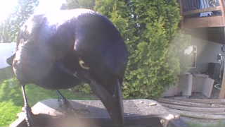 common grackle
