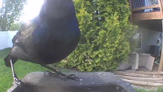 common grackle