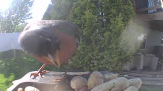 american robin