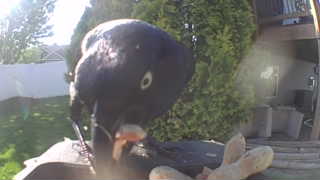 american crow