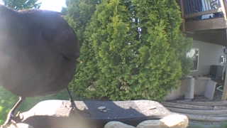 brown-headed cowbird