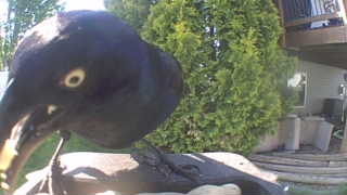 common grackle