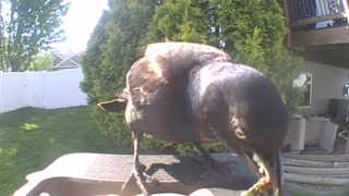 common grackle