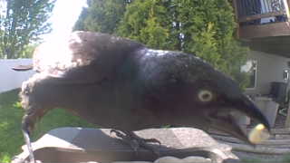 common grackle