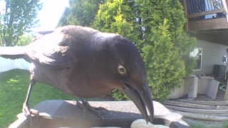 common grackle