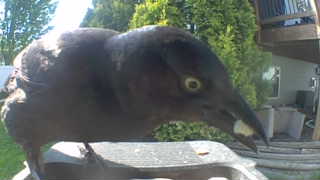 common grackle