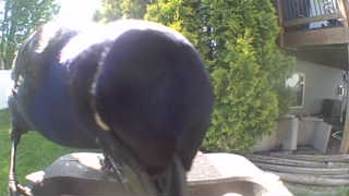 common grackle