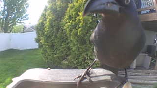 american crow
