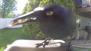 common grackle