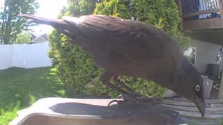 common grackle