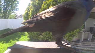 common grackle