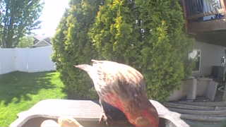american robin