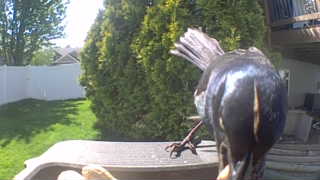 black-billed magpie