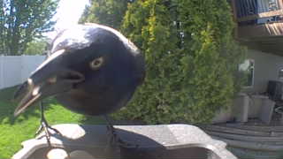common grackle