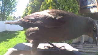 common grackle