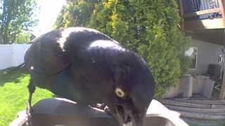 common grackle