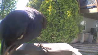 common grackle