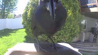 common raven