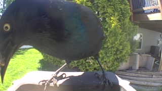 common grackle
