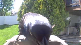 european starling