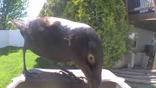 common grackle