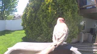 eurasian collared-dove