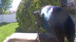 common grackle