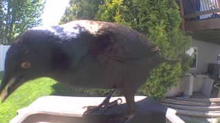 common grackle