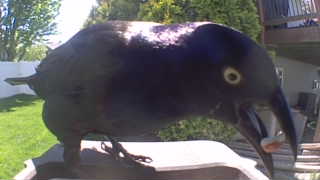common grackle