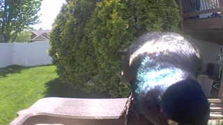 common grackle