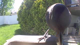 american crow