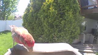 rosella
