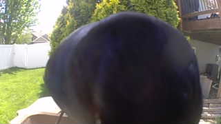 american crow