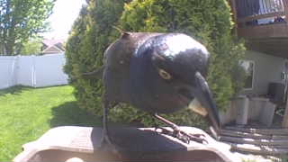 common grackle